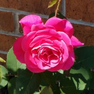 Meet your Posher, Debra